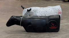 Calf Ground Dummy